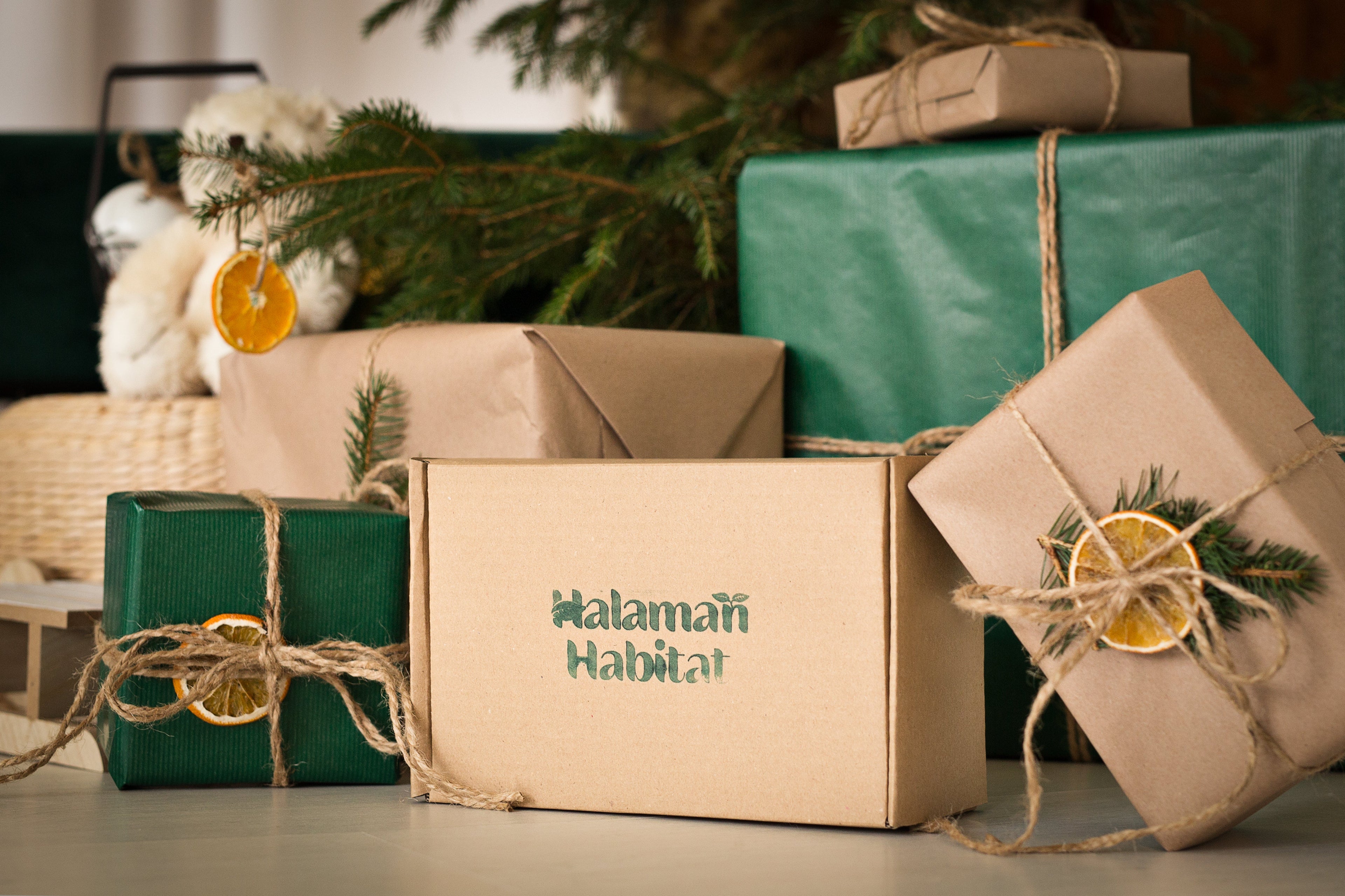 DIY Terrarium Sets - Halaman Habitat