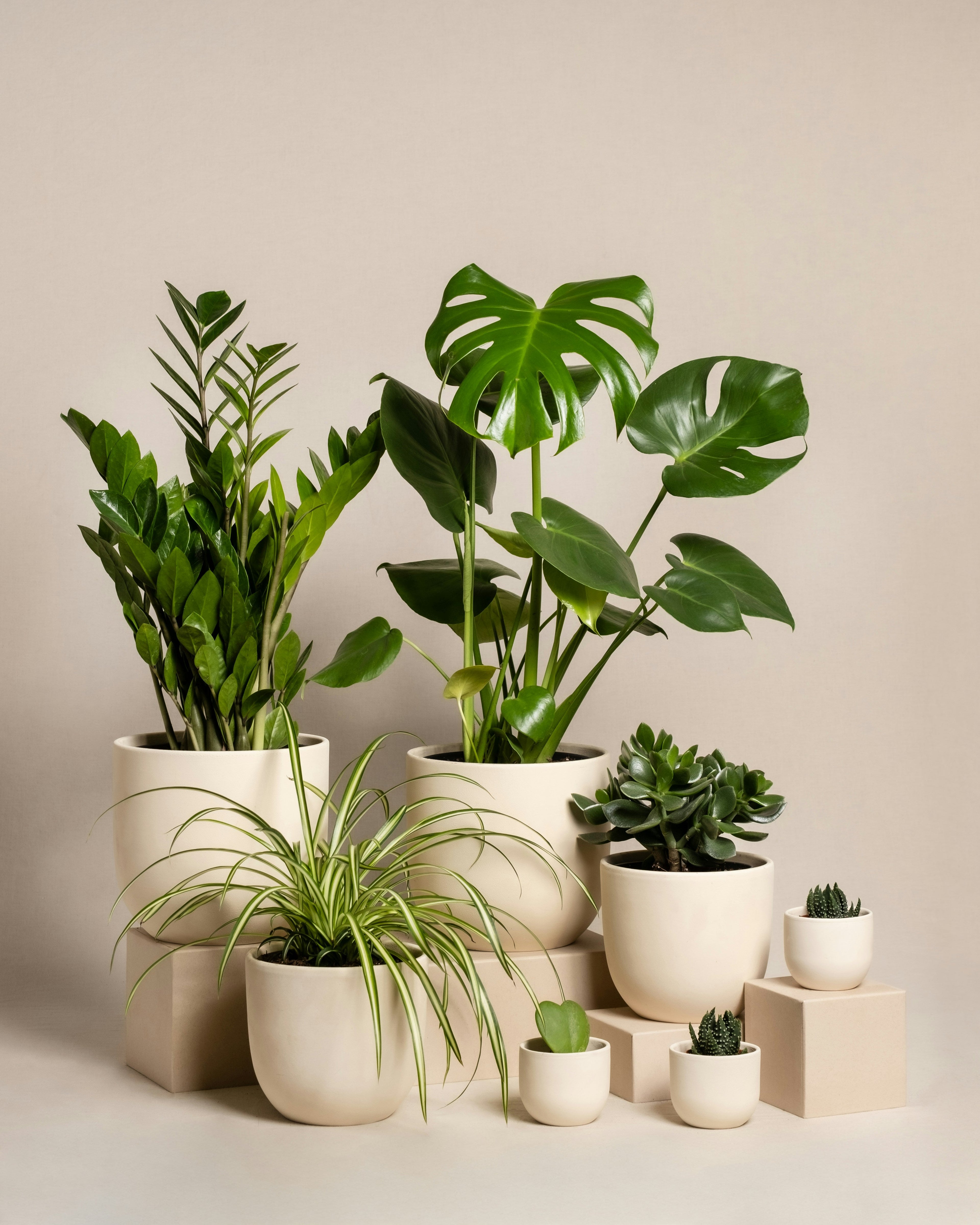 Plants
