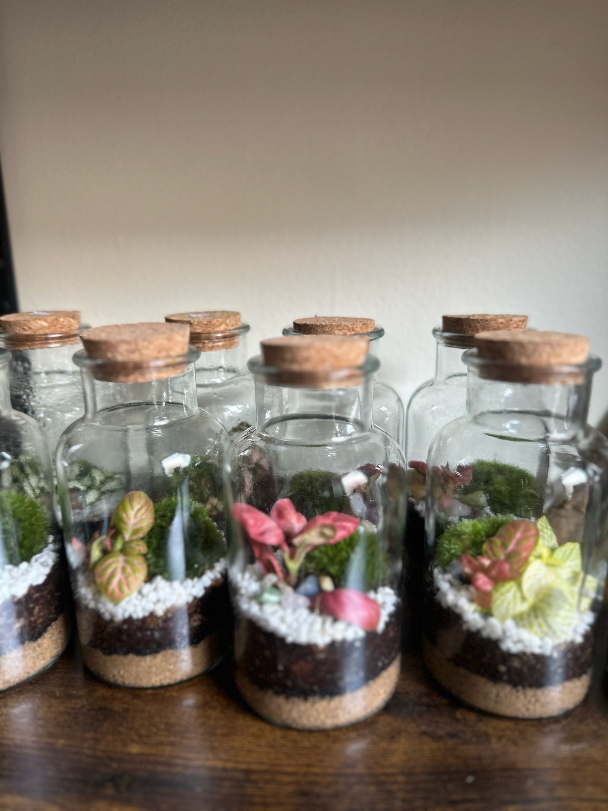 DIY sada terária - Anne