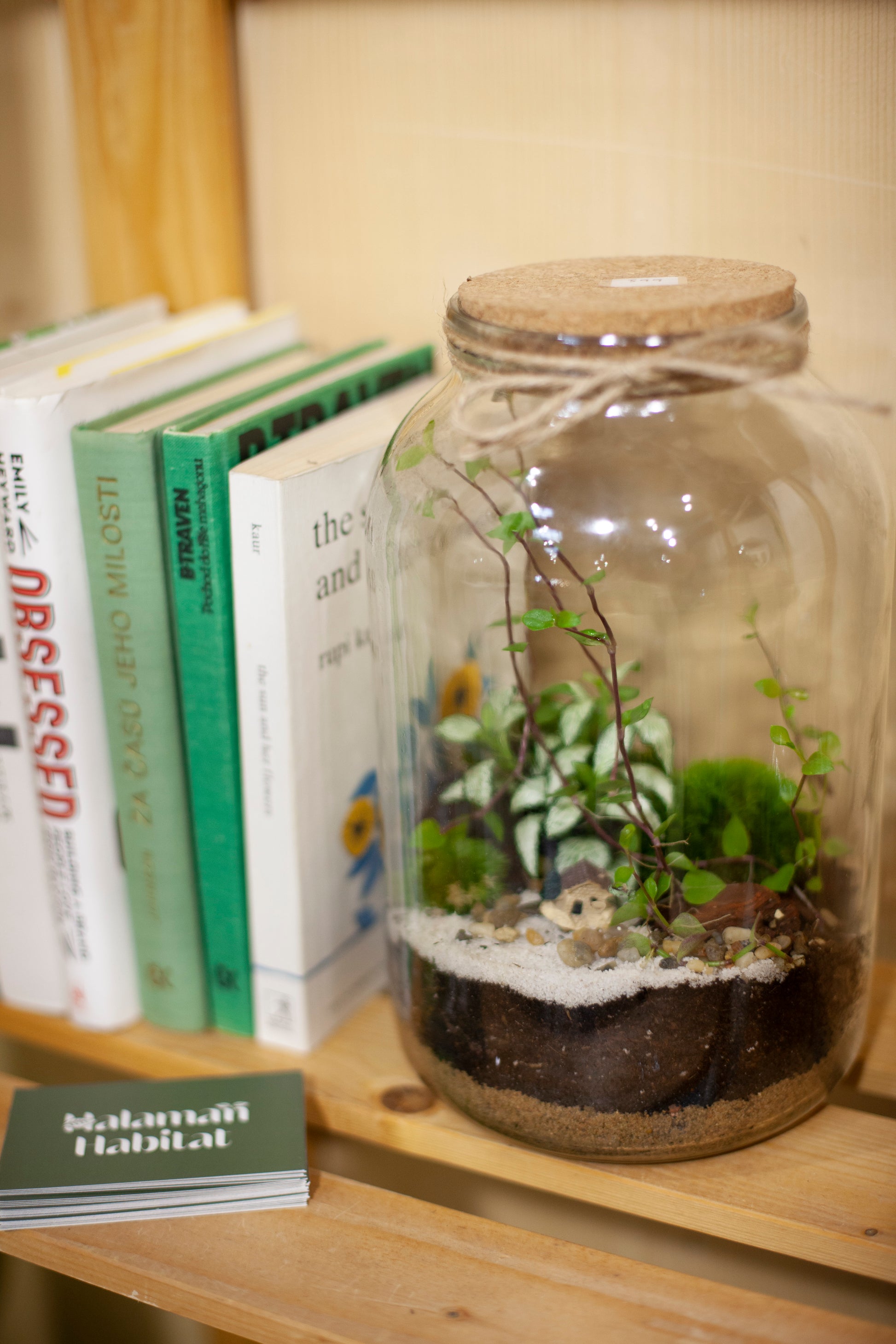 DIY sada terária - Nenita
