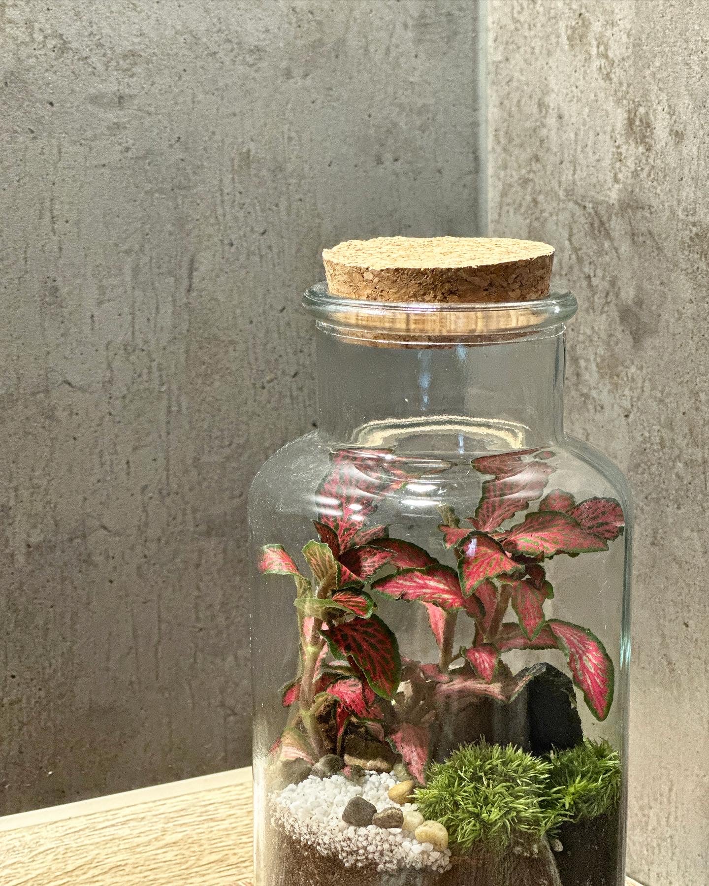 DIY sada terária - Anne
