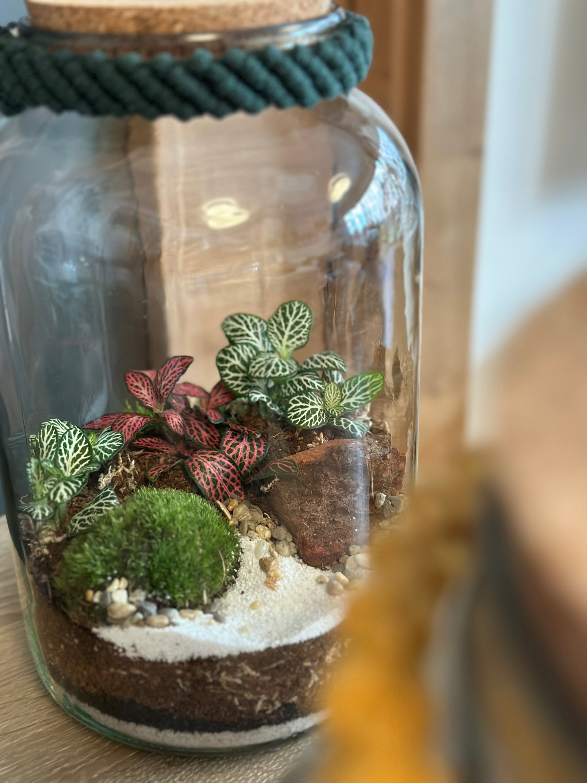 DIY sada terária - Nenita