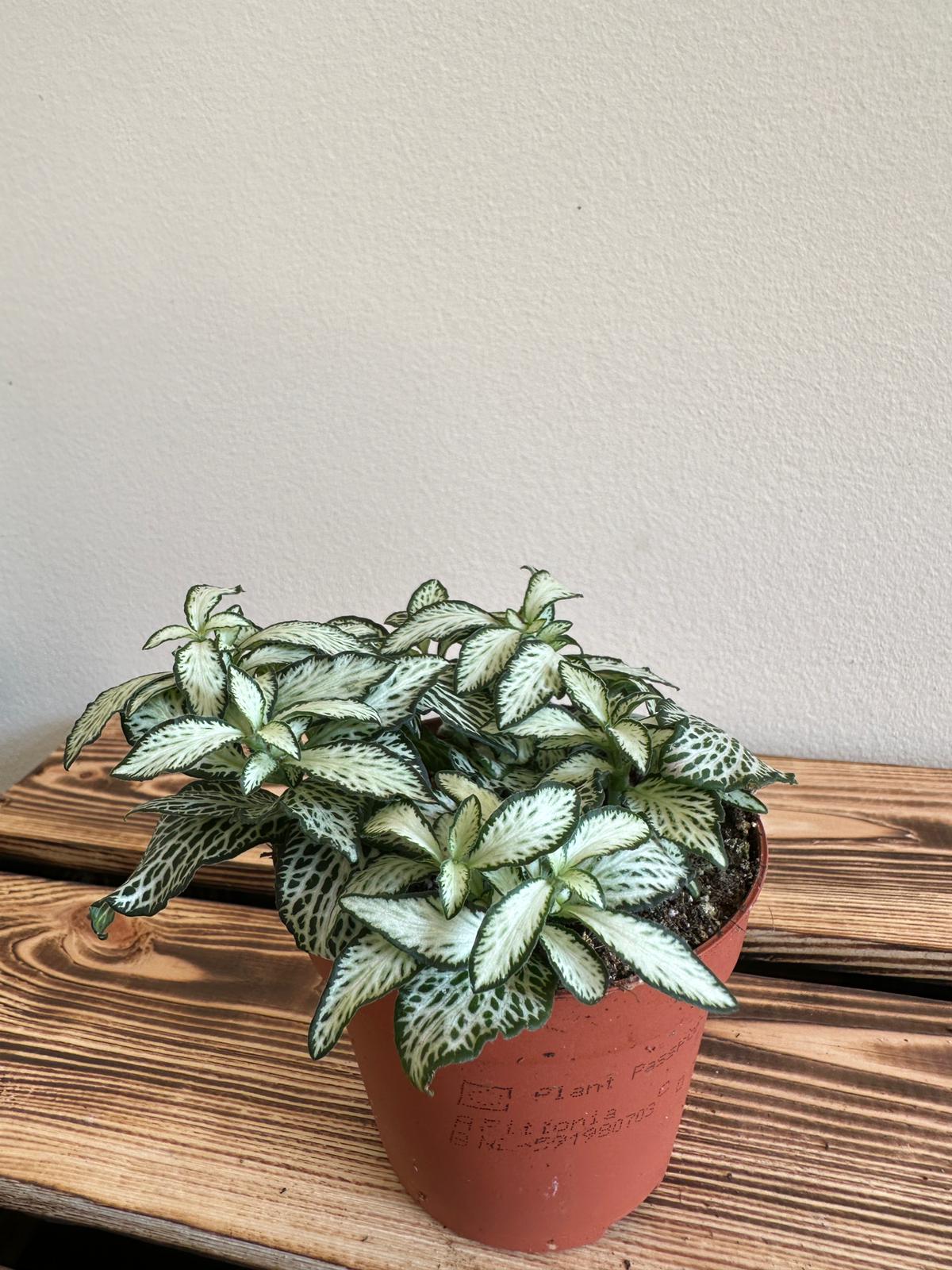 Fittonia Mosaic Bílý tygr