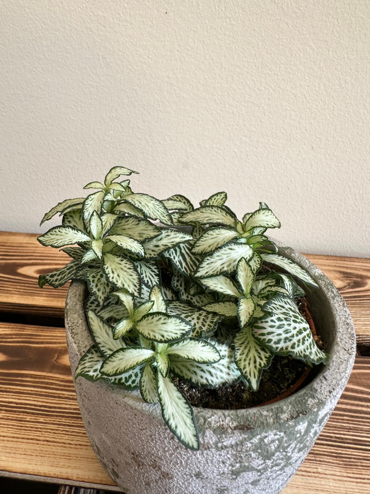 Fittonia Mosaic Bílý tygr