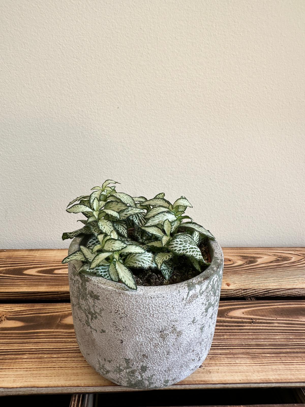Fittonia Mosaic Bílý tygr