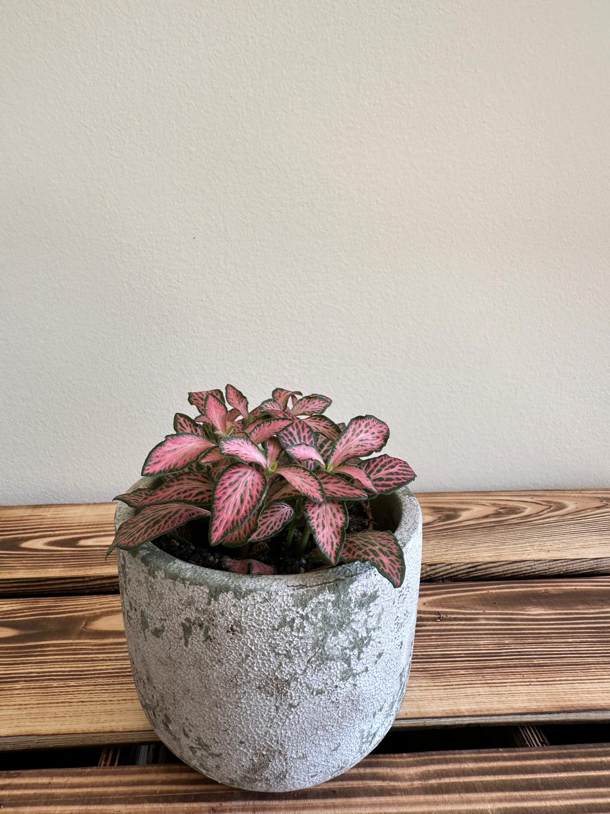 Fittonia Mosaic Pink Forest