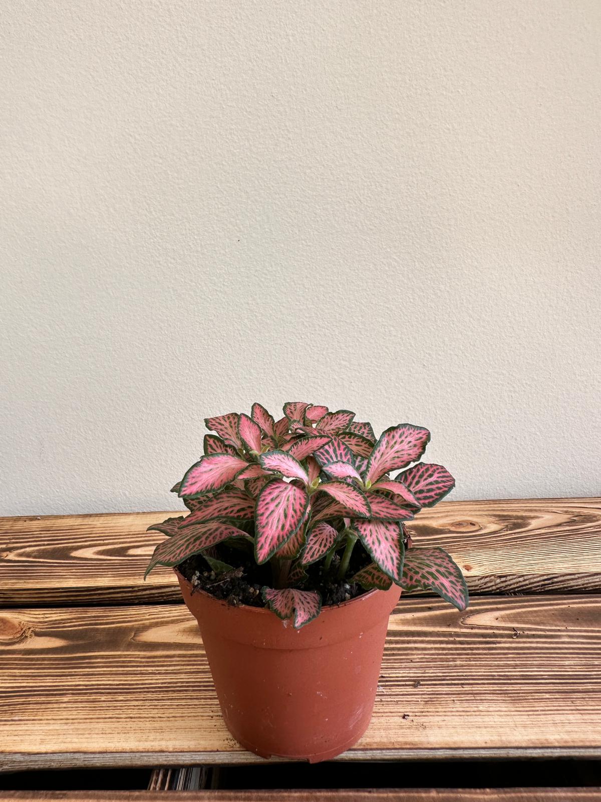 Fittonia Mosaic Pink Forest