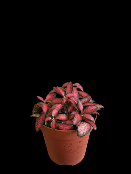 Fittonia Mosaic Red Forest Flame