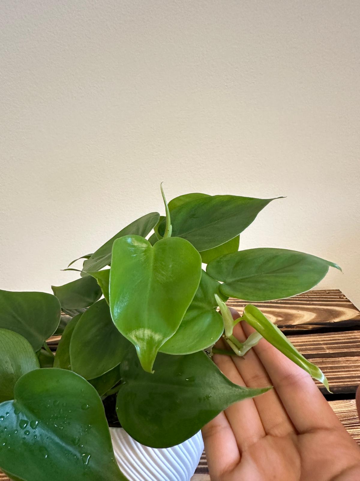 Filodendron Scandens
