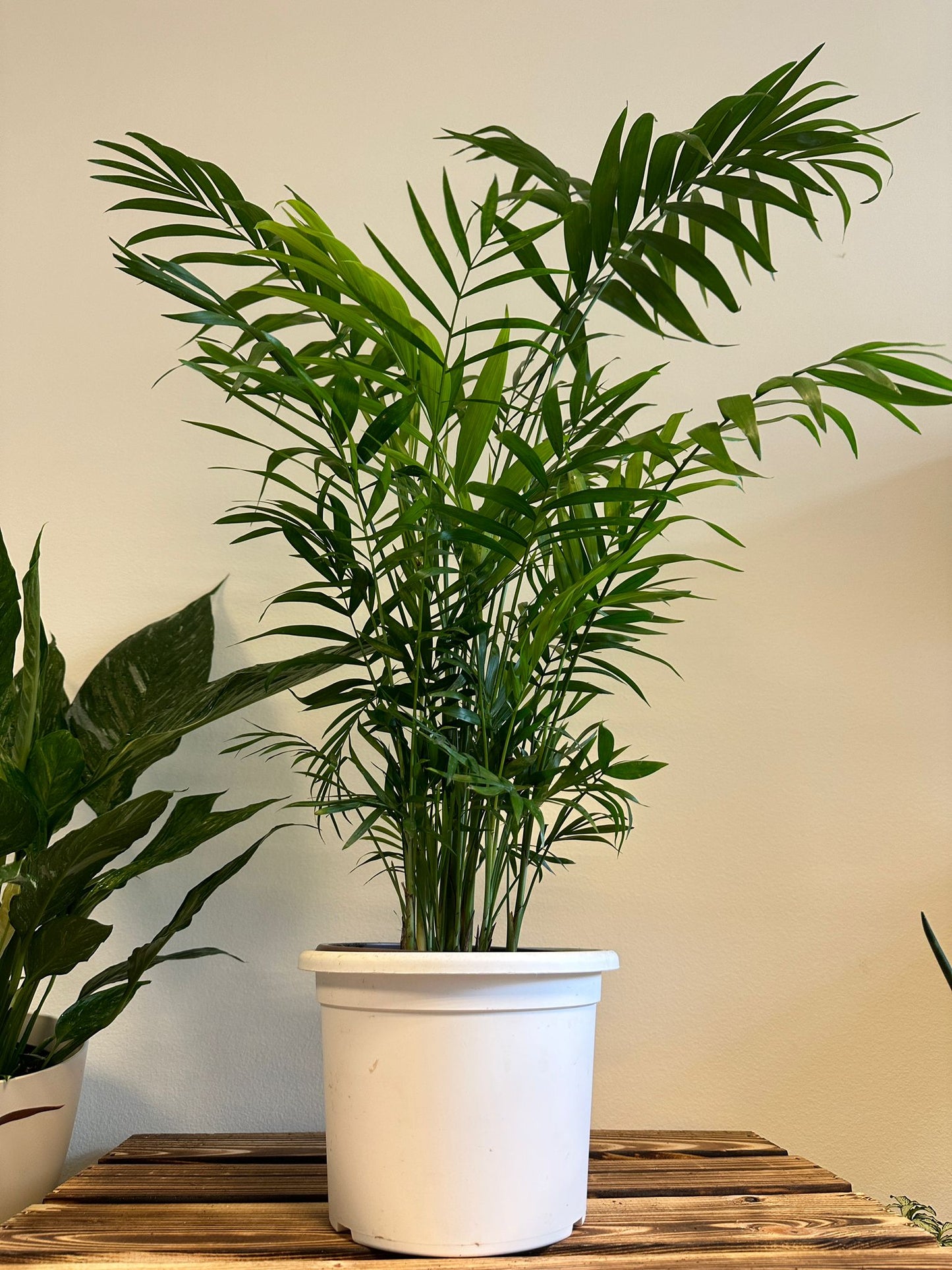 Chamaedora Elegans