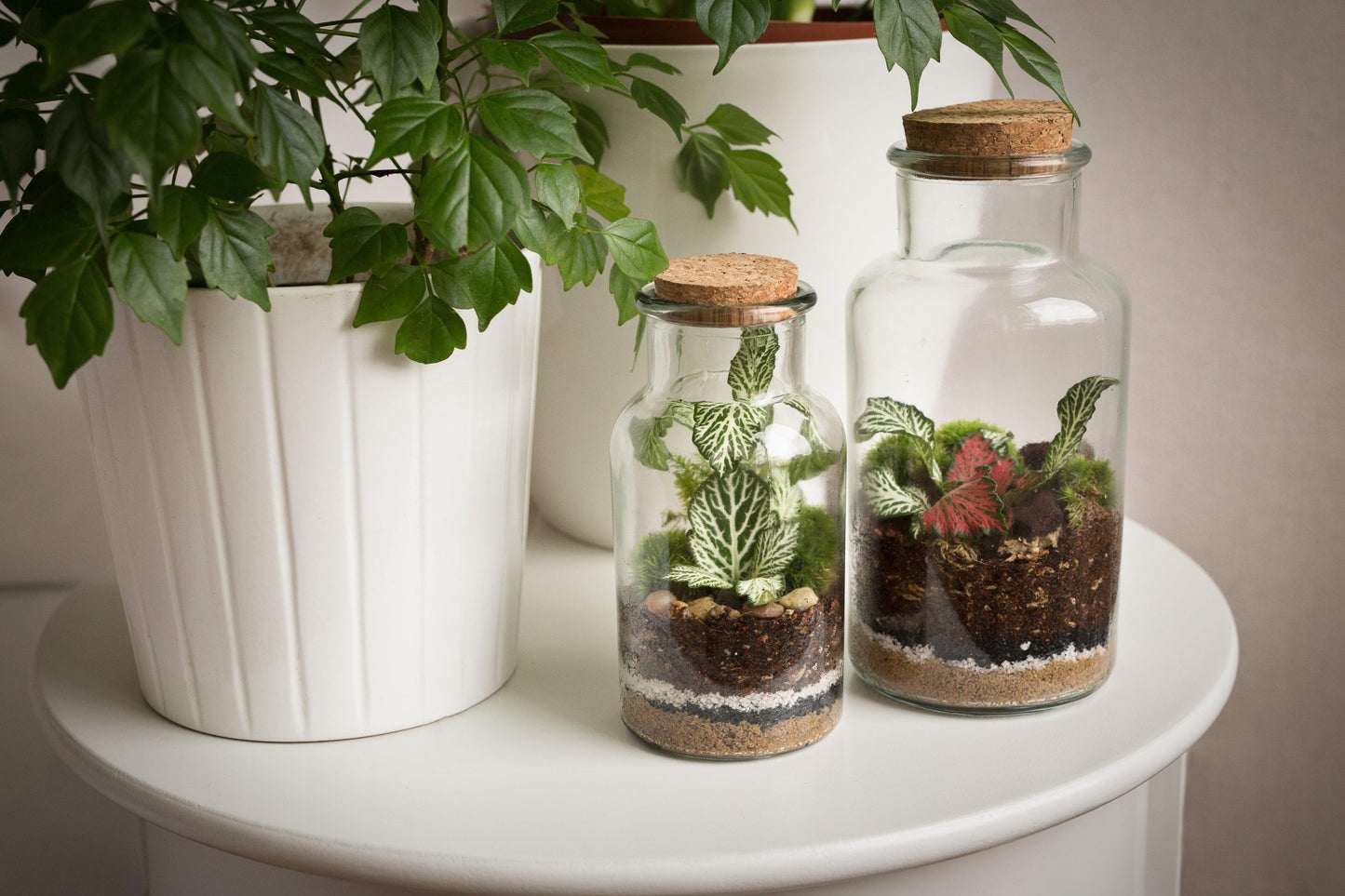 DIY Terrarium Set - Anne - Halaman Habitat - DIY Terrarium Set