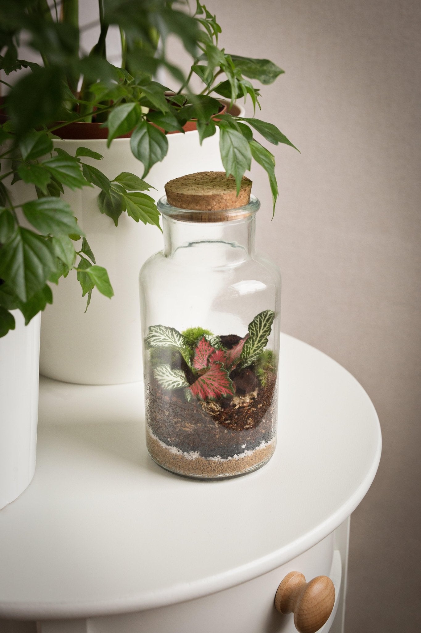DIY Terrarium Set - Anne - Halaman Habitat - DIY Terrarium Set