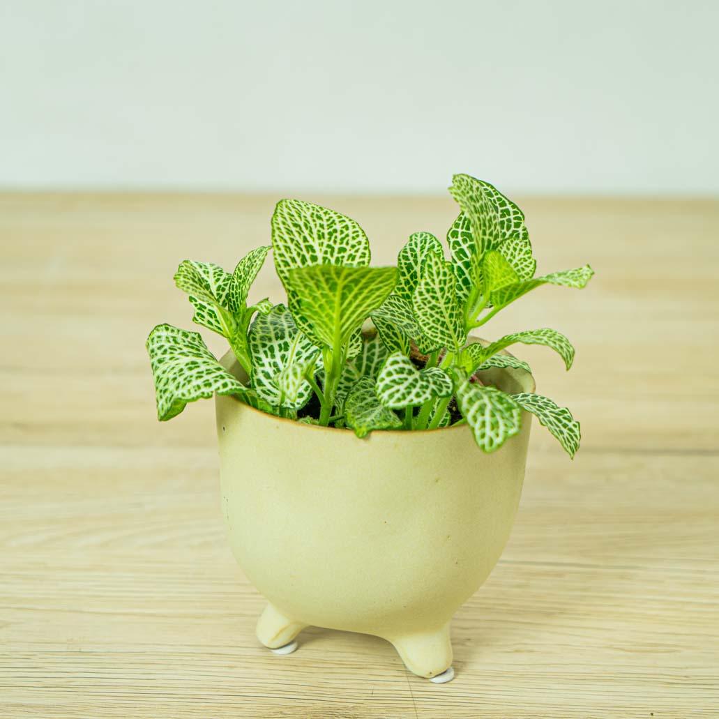 Fittonia Anne White - Halaman Habitat - Plant