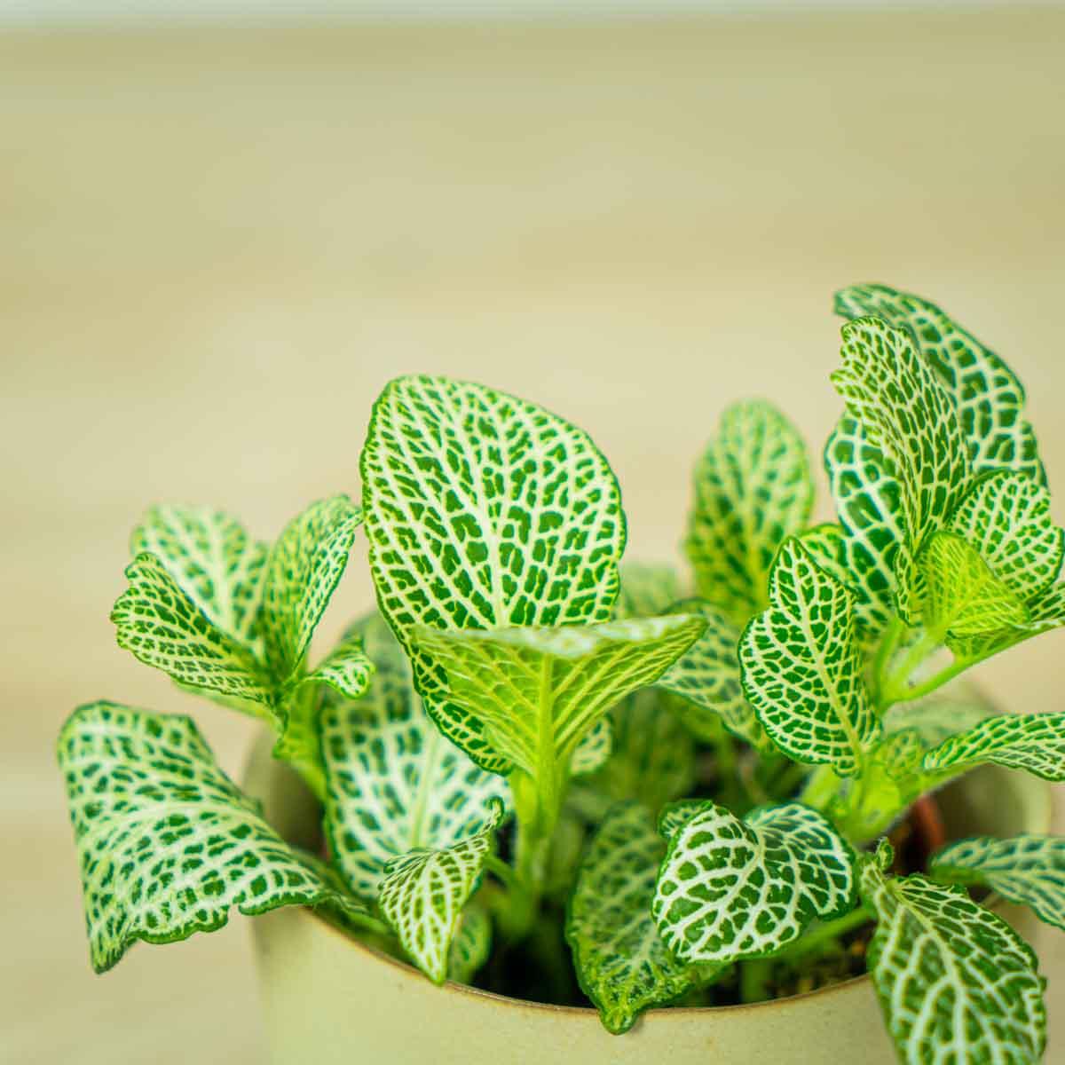 Fittonia Anne White - Halaman Habitat - Plant