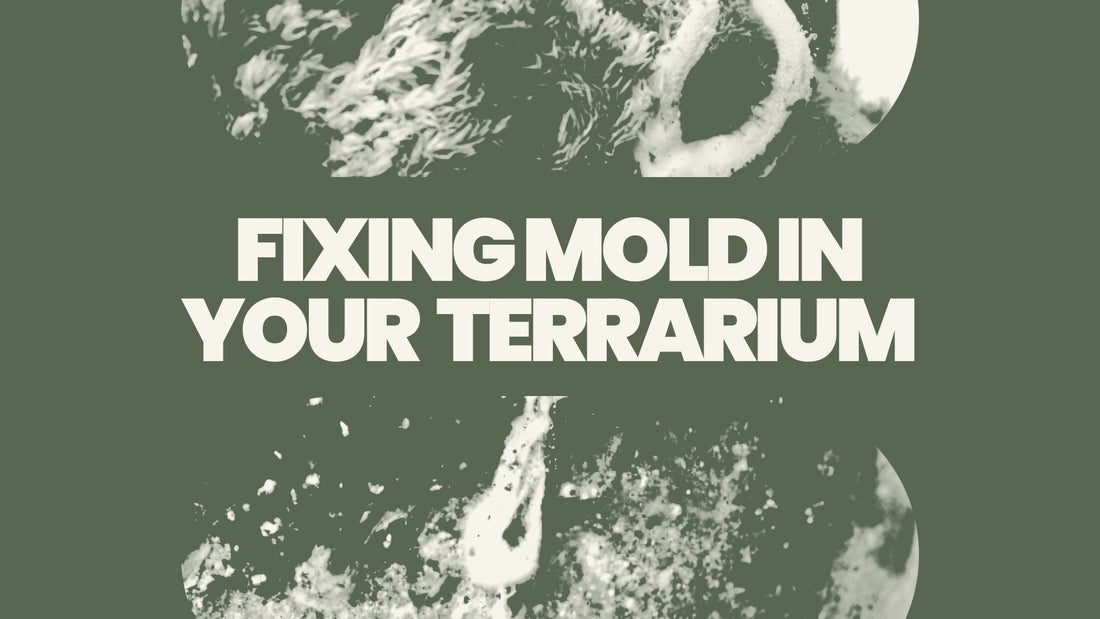 Fixing Mold in your Terrarium