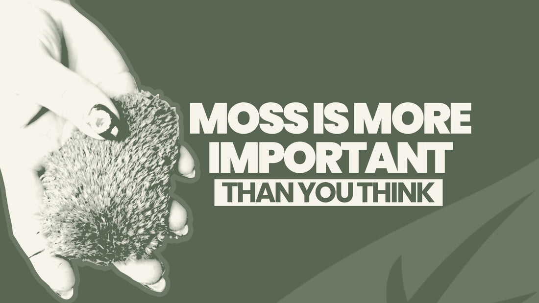 Moss Is More Important Than You Think