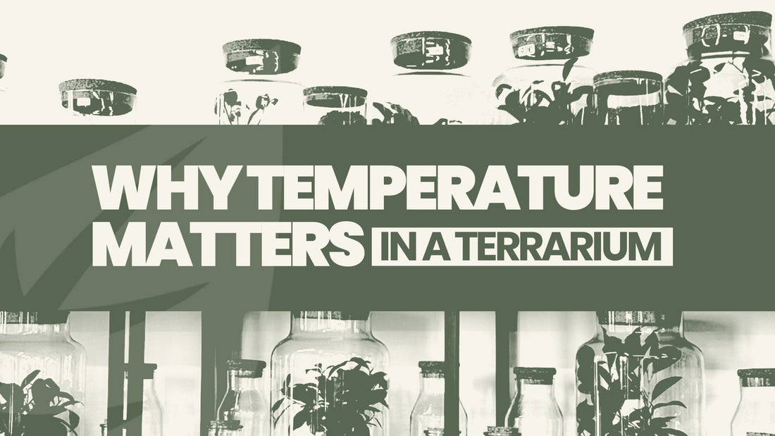 Why Temperature Matters in a Terrarium
