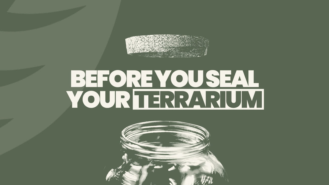 Before You Seal Your Terrarium