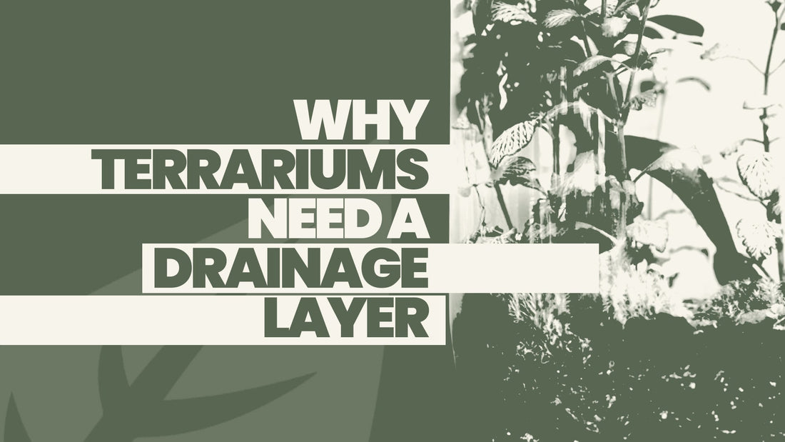 Why Terrariums Need a Drainage Layer