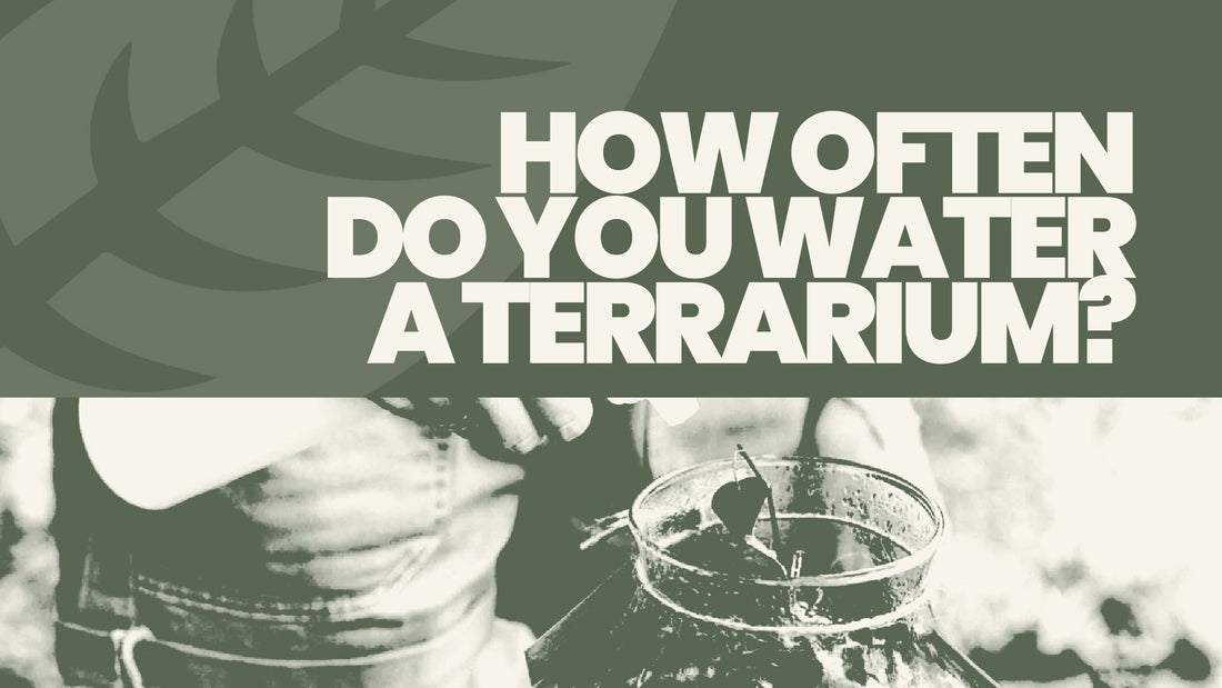 How Often Do You Water a Terrarium?