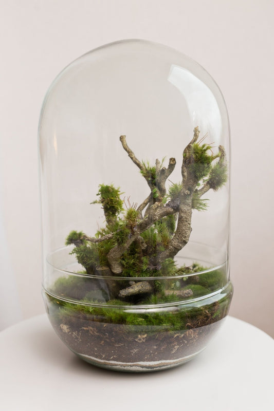 How long does a terrarium last? - Halaman Habitat