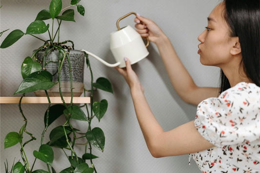 Watering Wisdom: A Guide to Keeping Your Houseplants Hydrated - Halaman Habitat