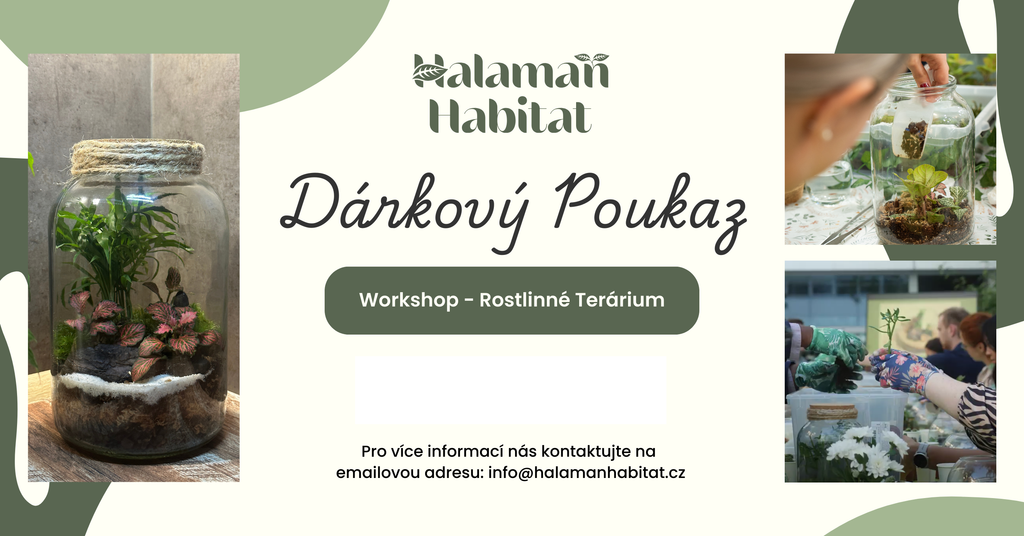 Poukaz Na Workshop