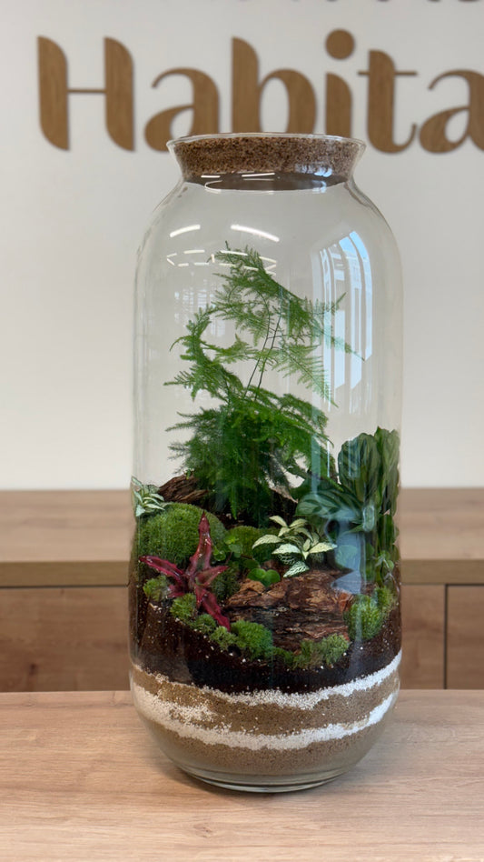 Plant Terrarium In Glass - Radka