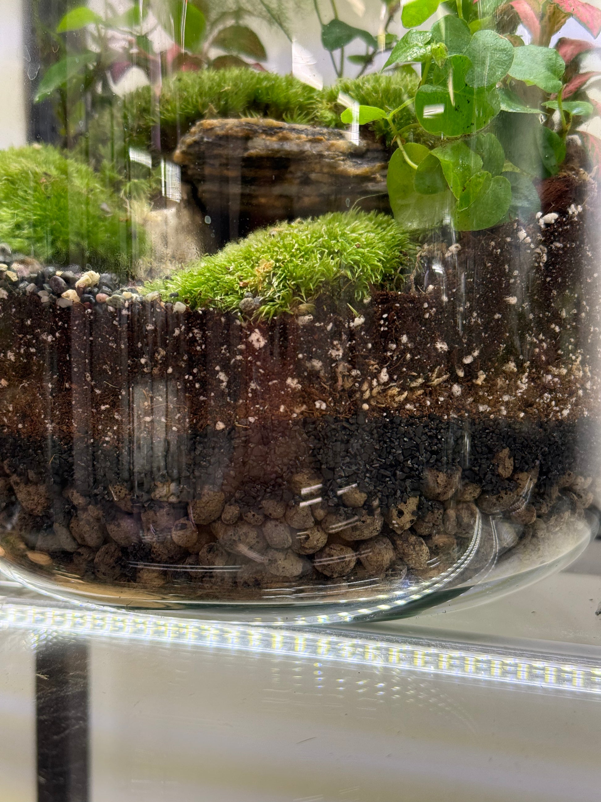 Activated Charcoal -Terrarium Grade