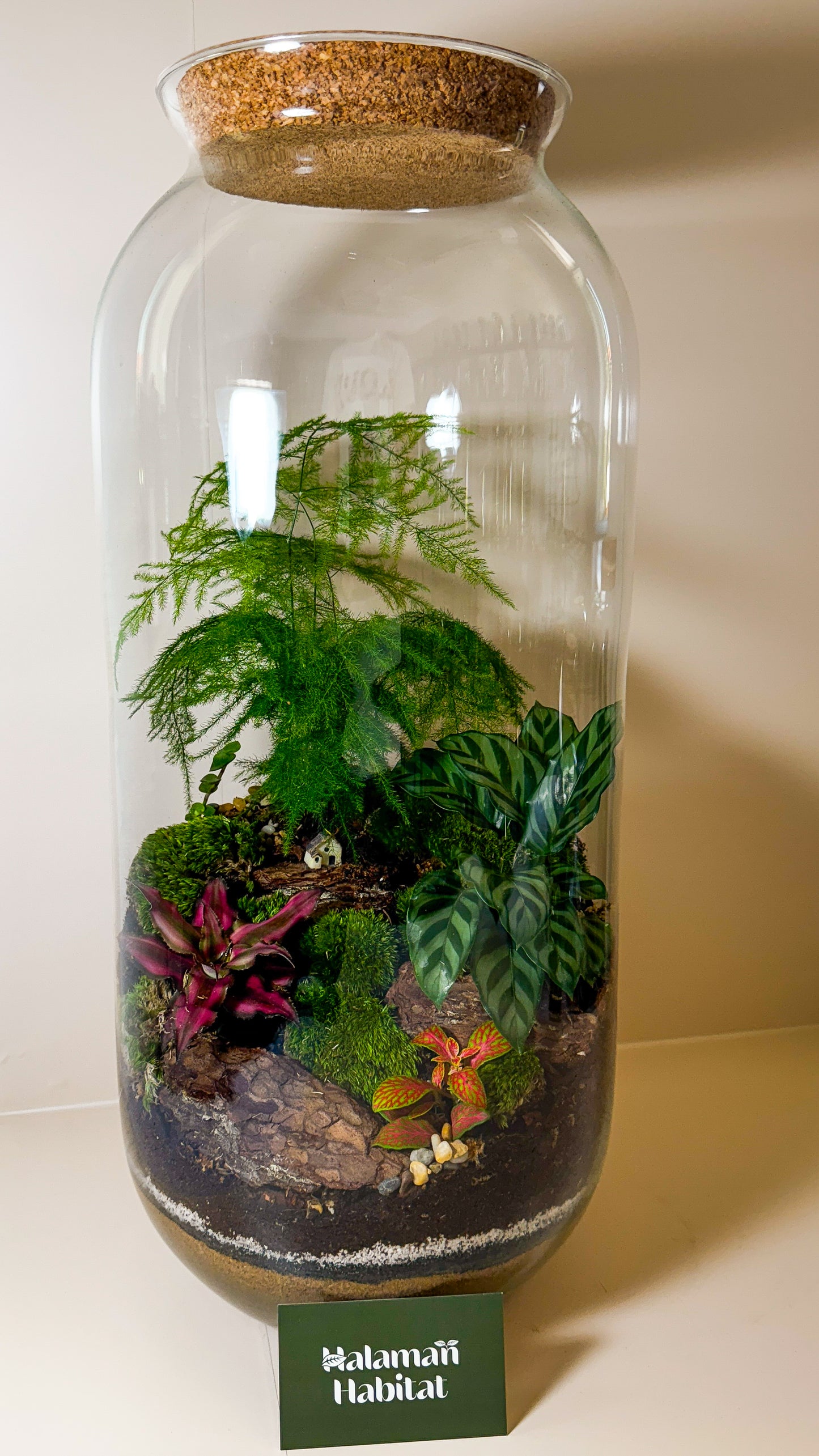 Plant Terrarium In Glass - Radka