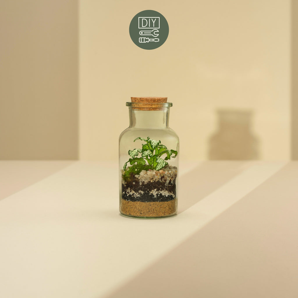 DIY sada terária - Kyla