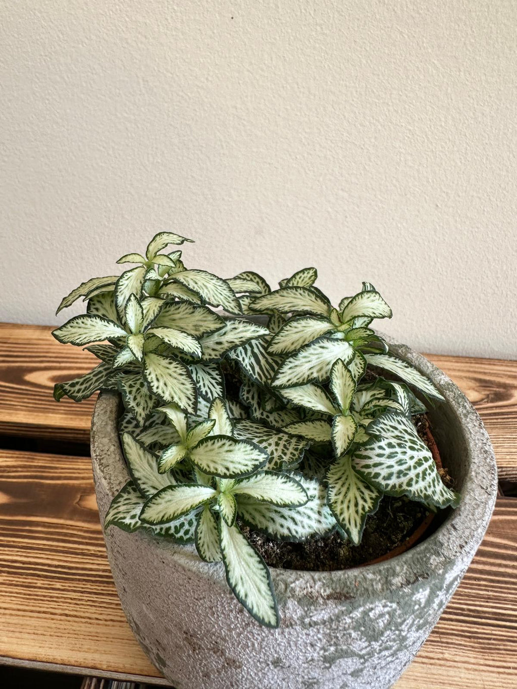 Fittonia Mosaic Bílý tygr