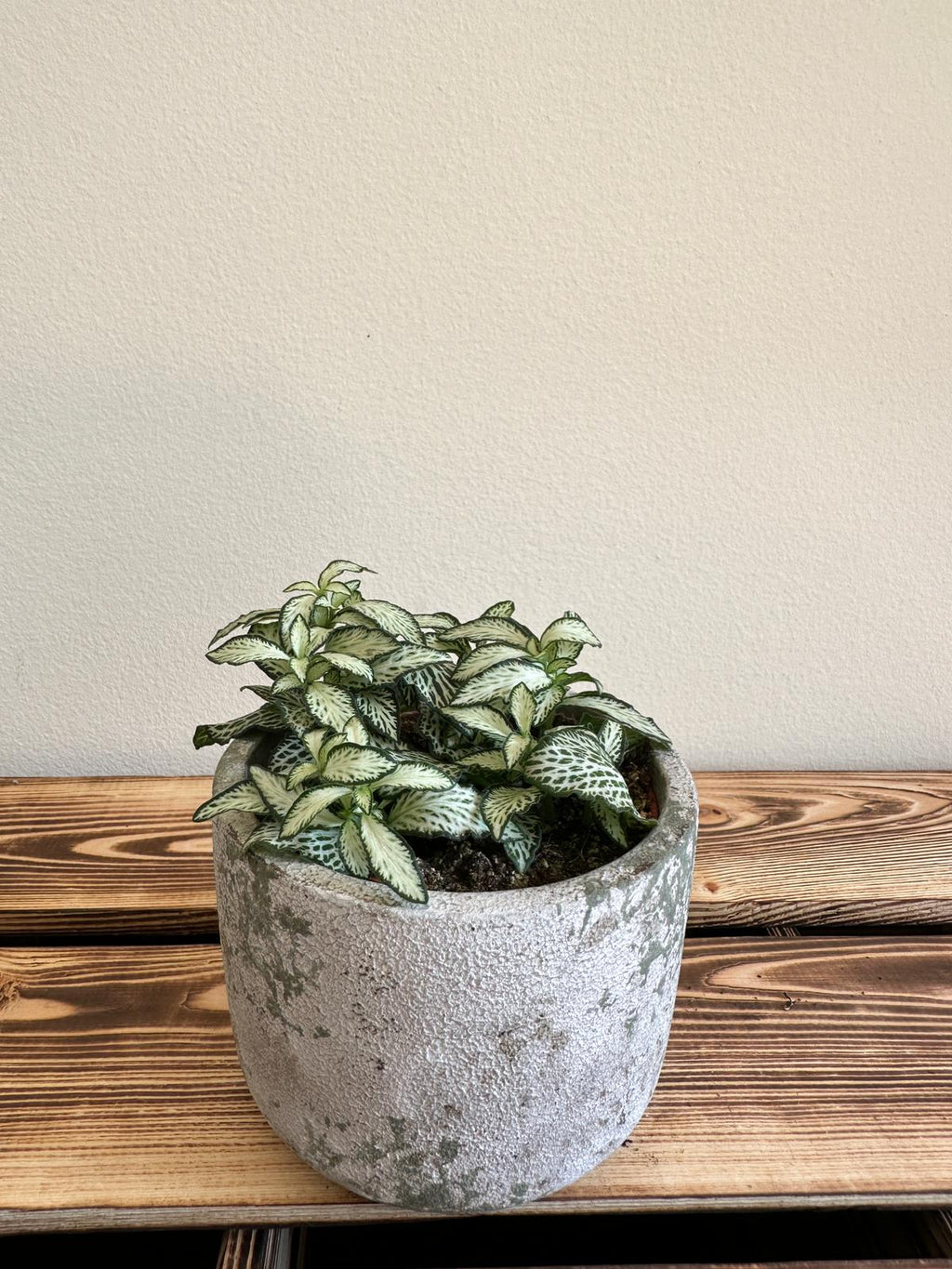 Fittonia Mosaic Bílý tygr