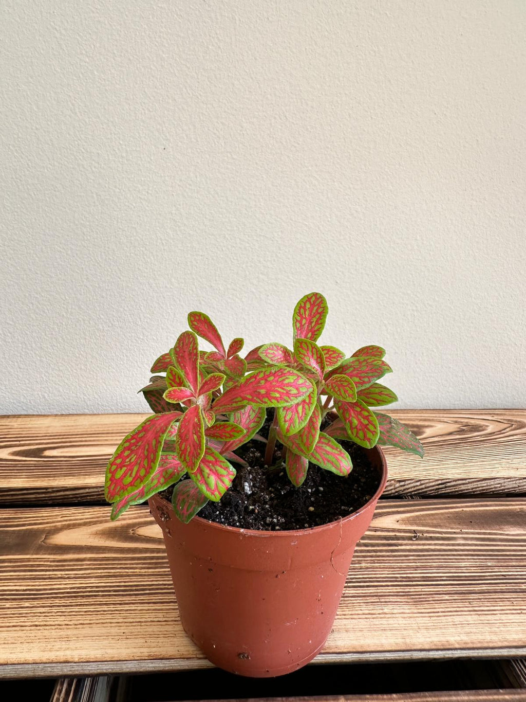 Fittonia Mosaic Skeleton Vibrant Orange