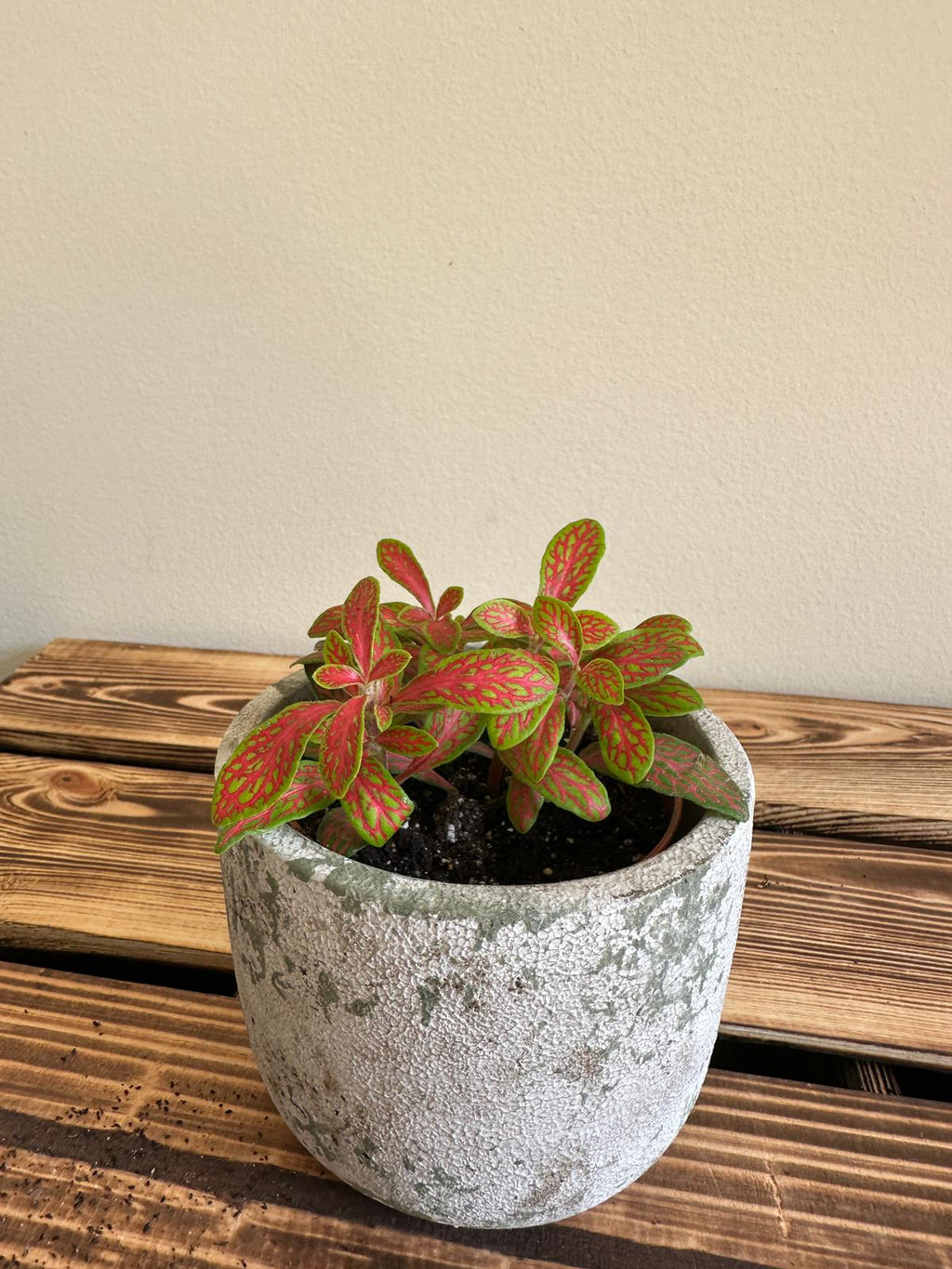 Fittonia Mosaic Skeleton Vibrant Orange