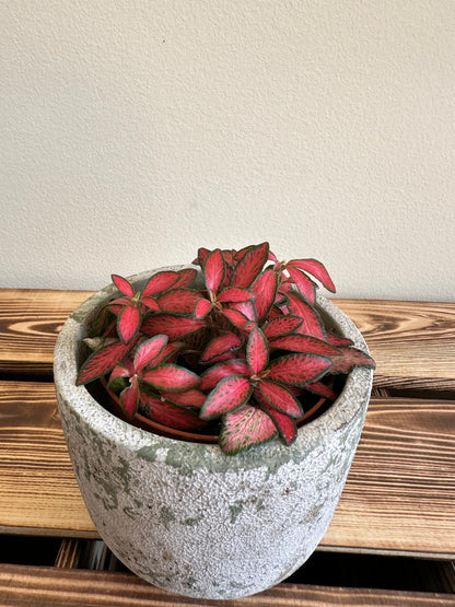 Fittonia Mosaic Red Forest Flame