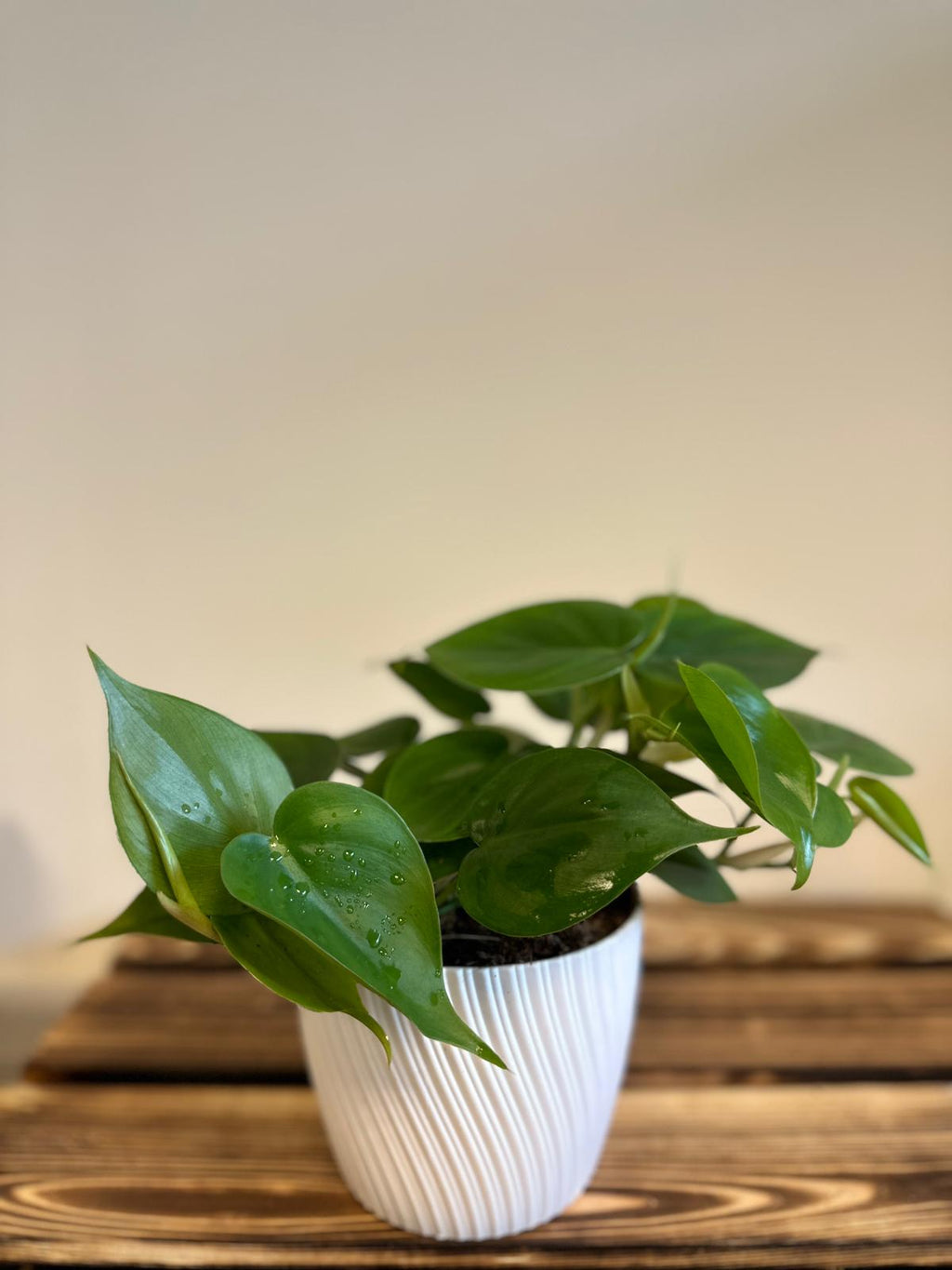 Filodendron Scandens