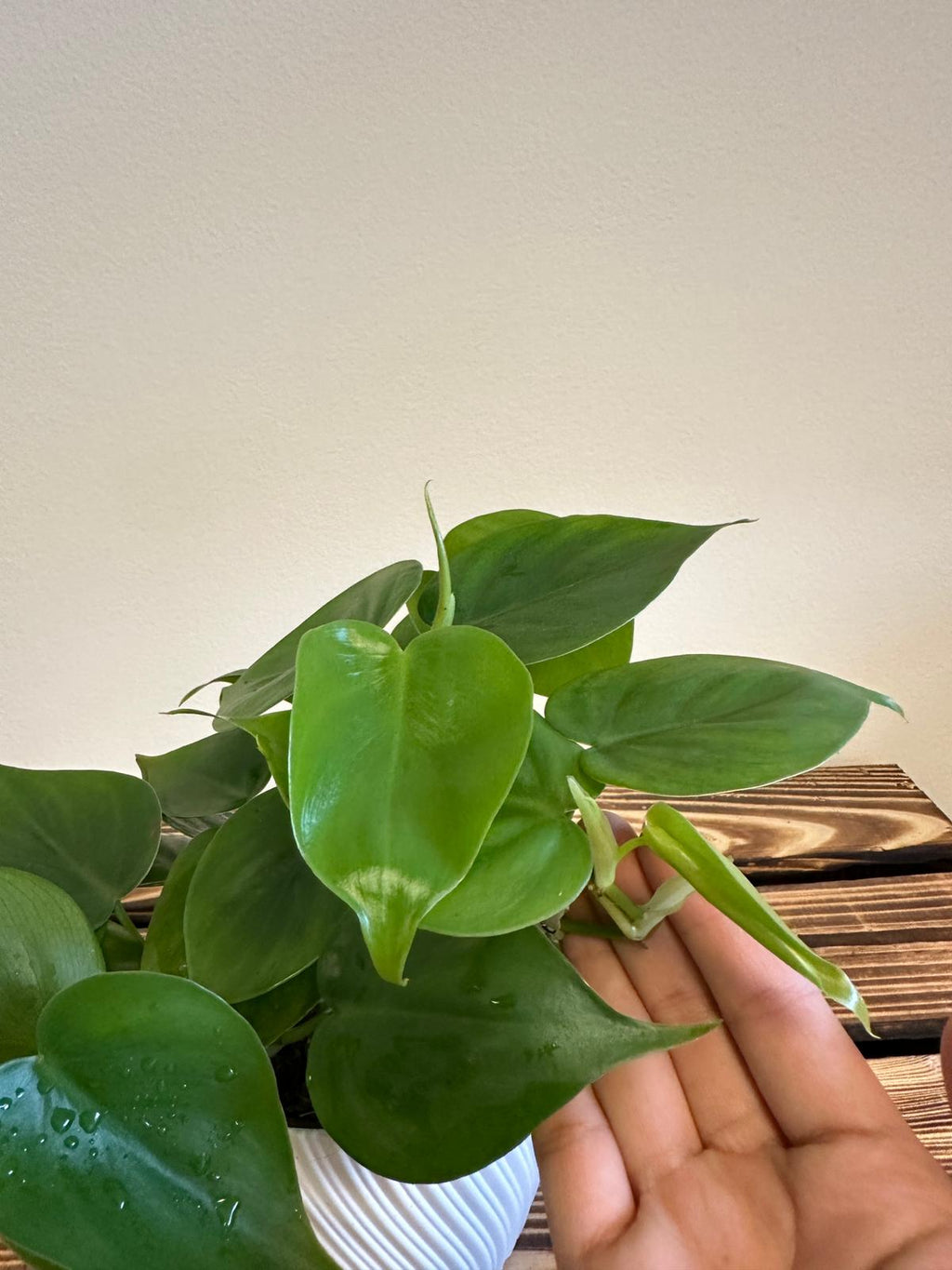 Filodendron Scandens