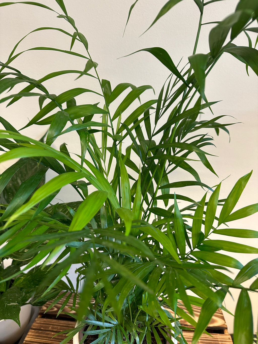Chamaedora Elegans