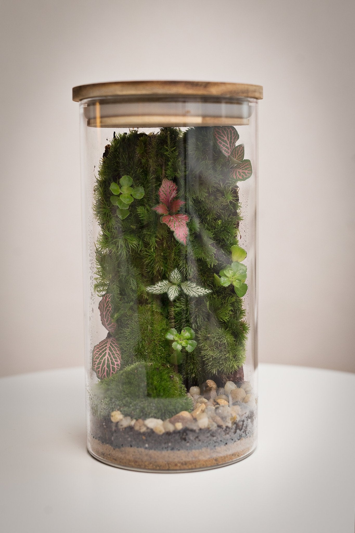 Terrarium Irena - Halaman Habitat - Terrarium