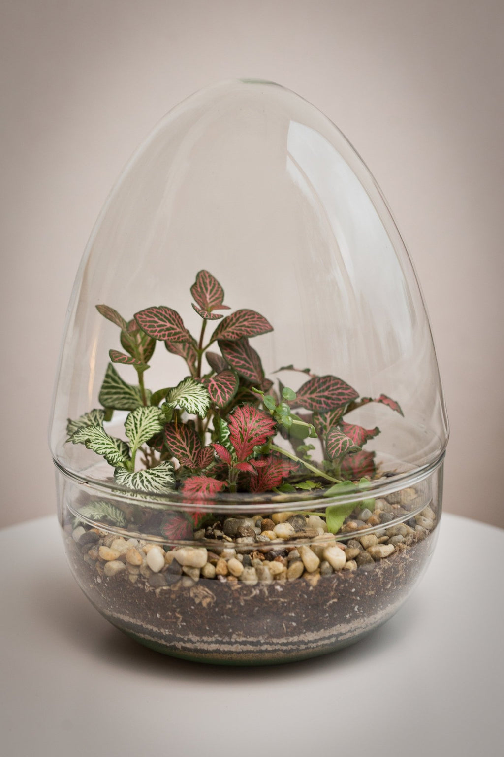 Terrarium Jordan - Halaman Habitat - Terrarium