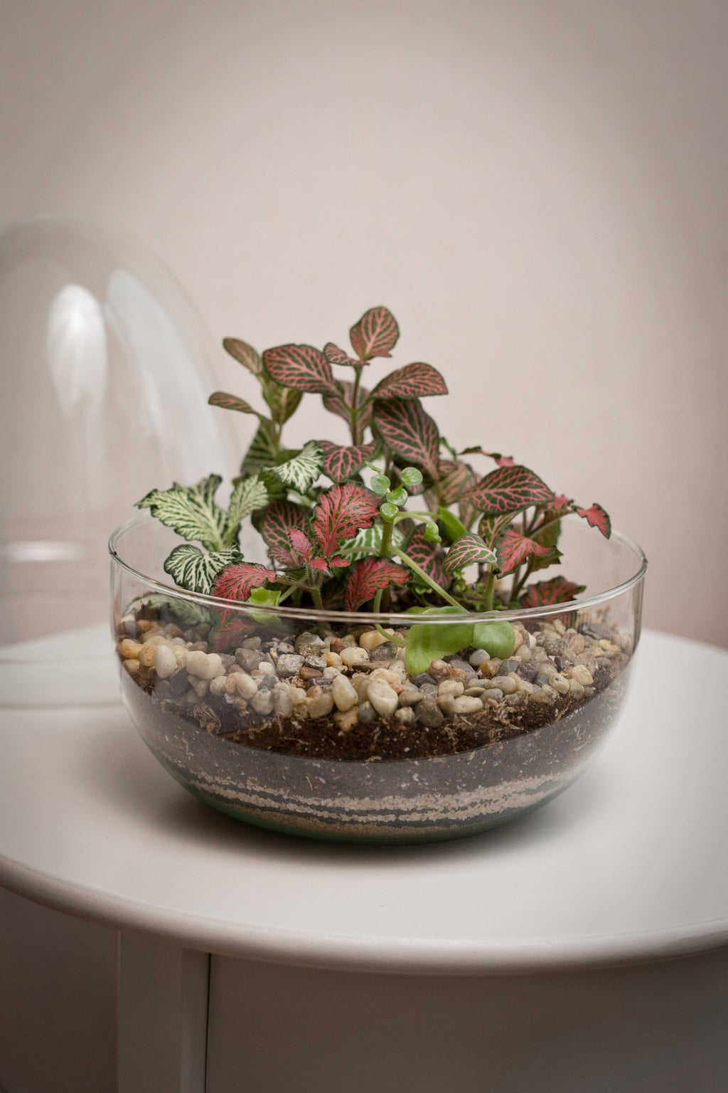 Terrarium Jordan - Halaman Habitat - Terrarium