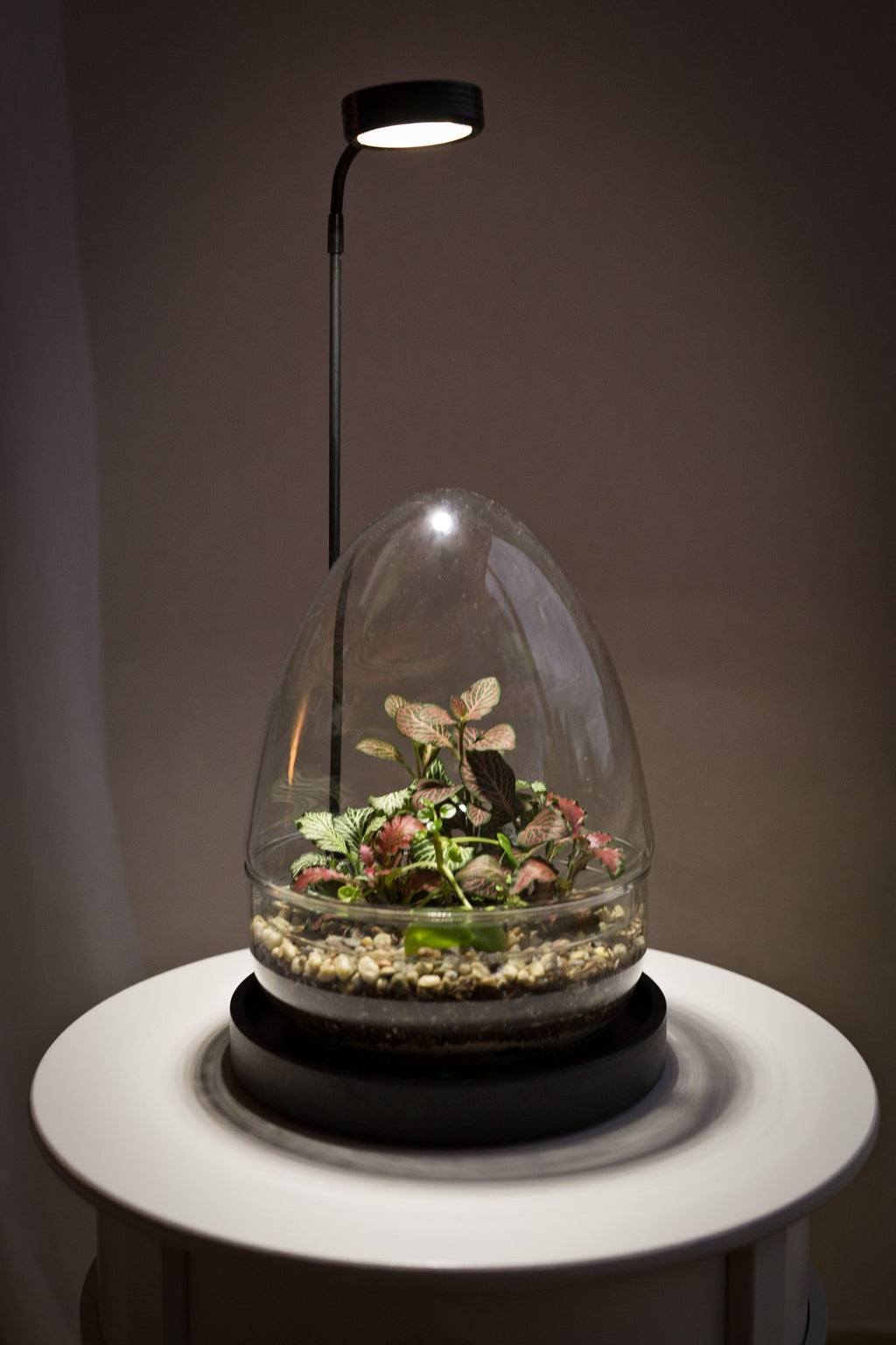 Terrarium Jordan - Halaman Habitat - Terrarium