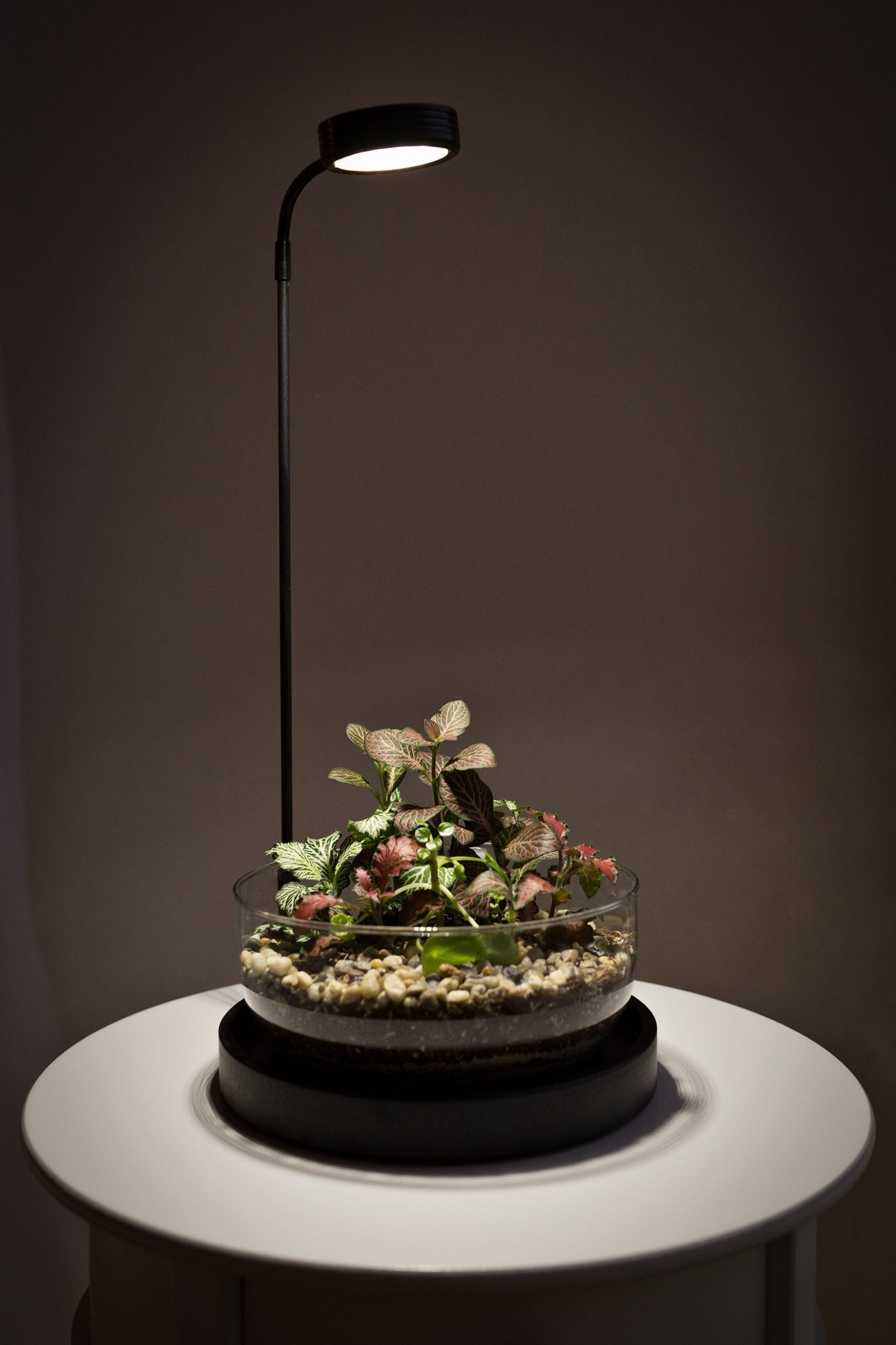 Terrarium Lamp - Halaman Habitat -