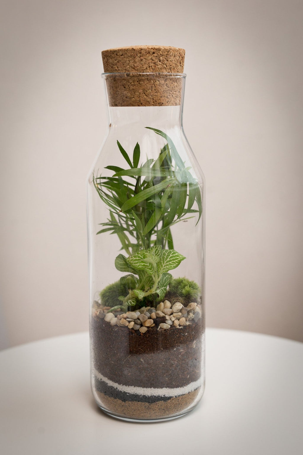 Terrarium Martin - Halaman Habitat - Terrarium