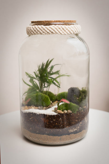 Terrarium Nenita - Halaman Habitat - Terrarium