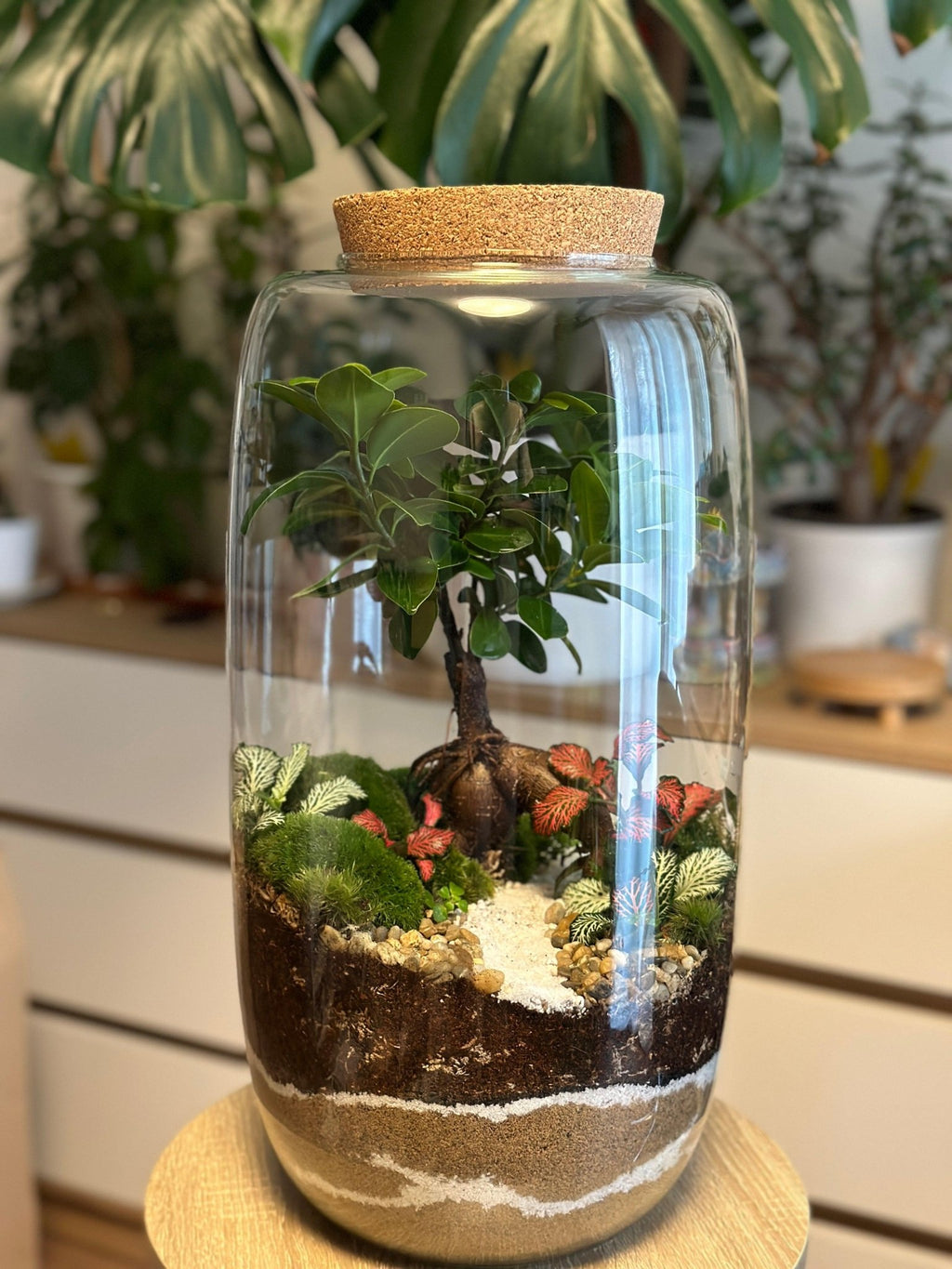 Terrarium Zuzana - Halaman Habitat - Terrarium